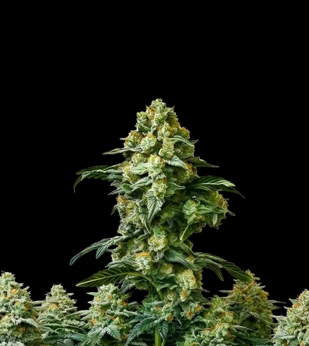 Banana Kush