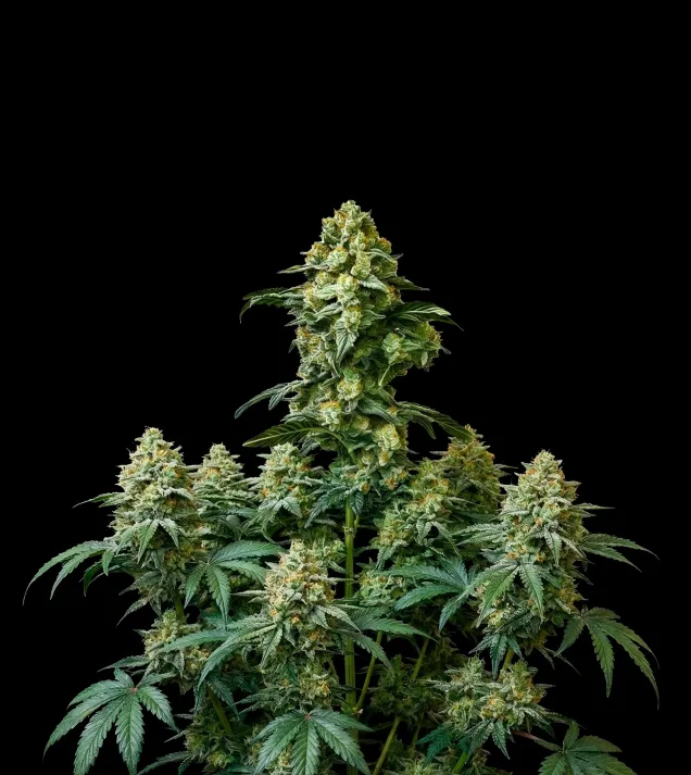 Banana Kush