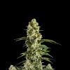 Banana Kush Regular