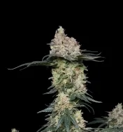Banana Punch