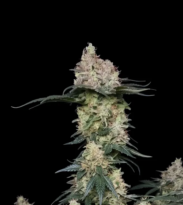 Banana Punch