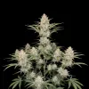 Big Bud Auto