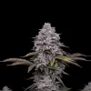 Black Domina