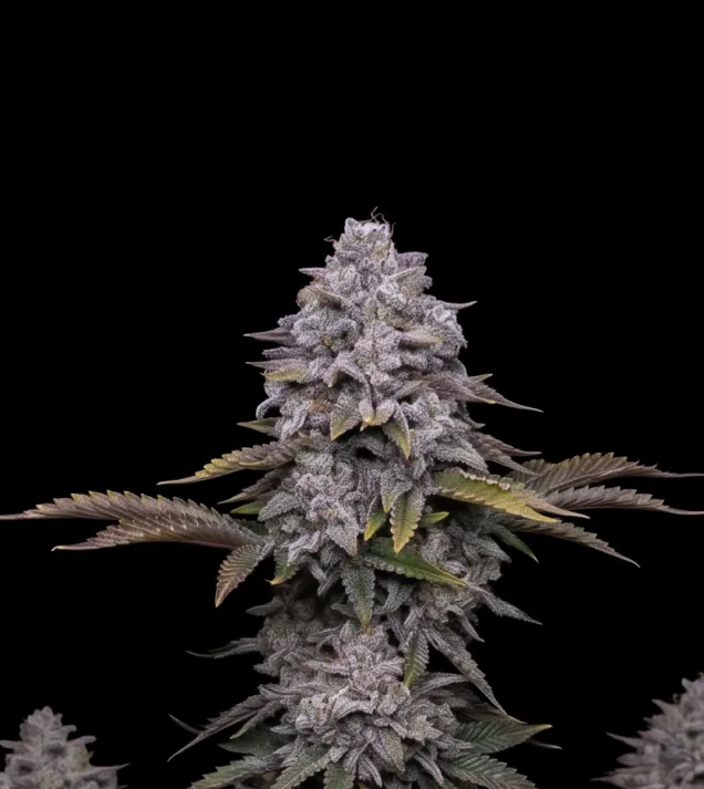 Black Domina