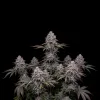 Black Domina