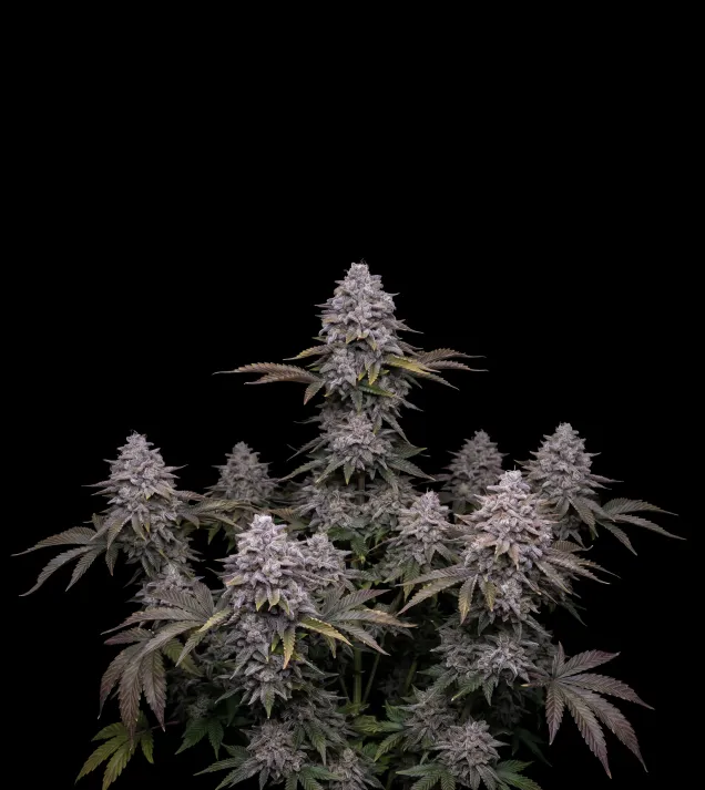 Black Domina