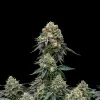 BlackBerry Auto