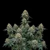 BlackBerry Auto