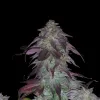 Blackberry Kush