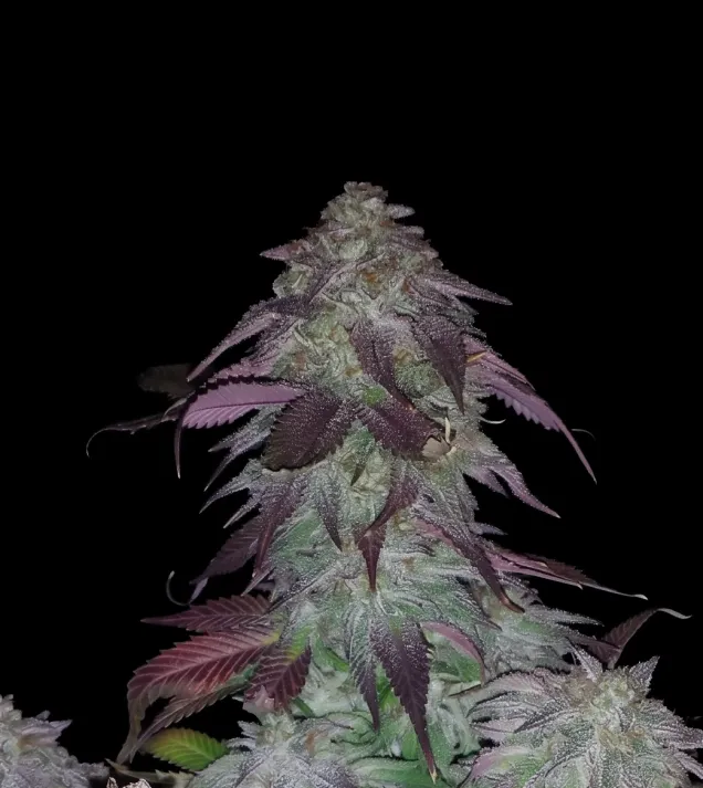 Blackberry Kush
