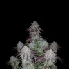 Blackberry Kush