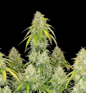 Blue Cheese Auto