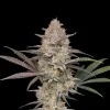 Blue Cheese