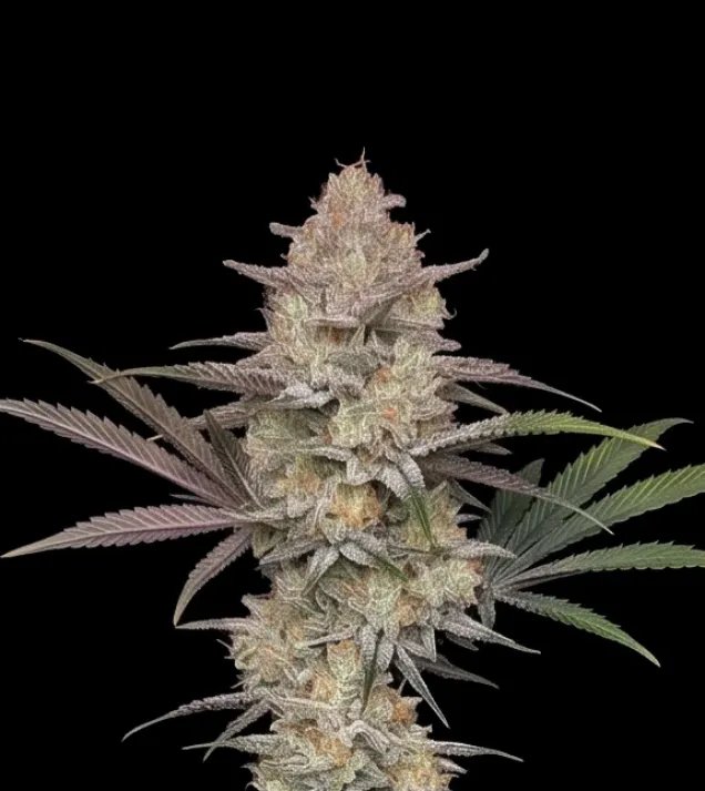 Blue Cheese