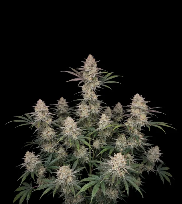 Blue Cheese