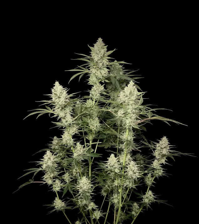 Blue Haze