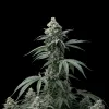 Bruce Banner Regular