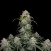 Bubba Kush