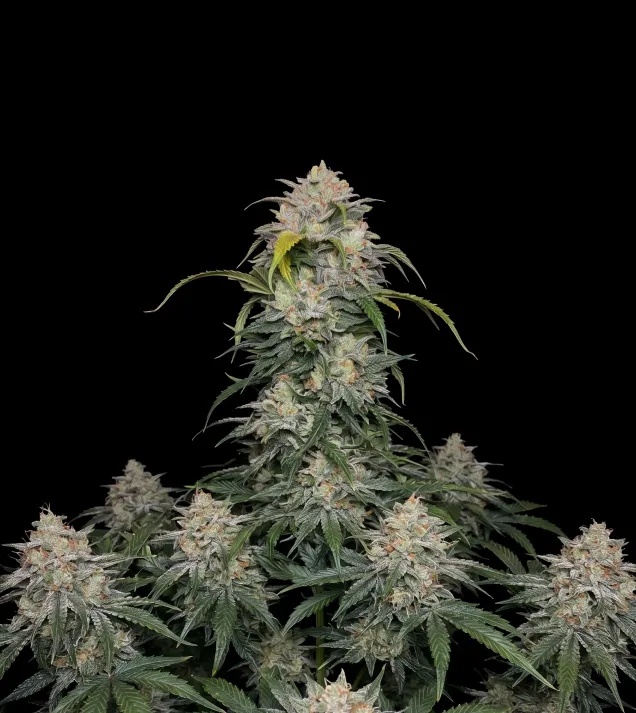 Bubba Kush