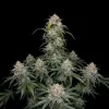 Bubba Kush