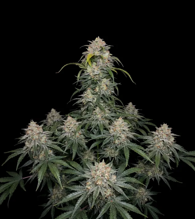 Bubba Kush