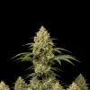 Bubblegum Haze