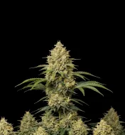 Bubblegum Haze