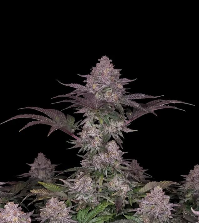 Bubblegum Regular