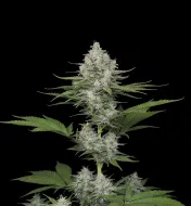 Candy Kush Fast