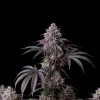 Candyland