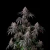 Candyland