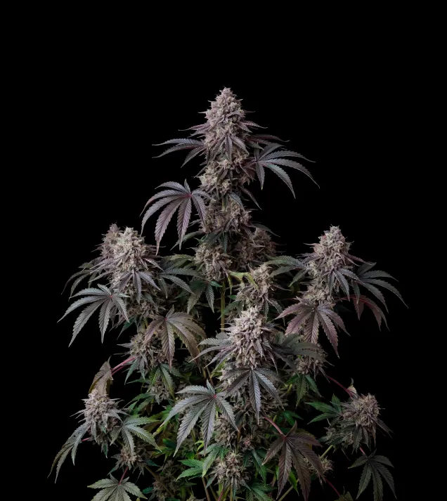 Candyland