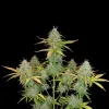 Chemdog Auto