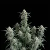 Cherry Pie Auto