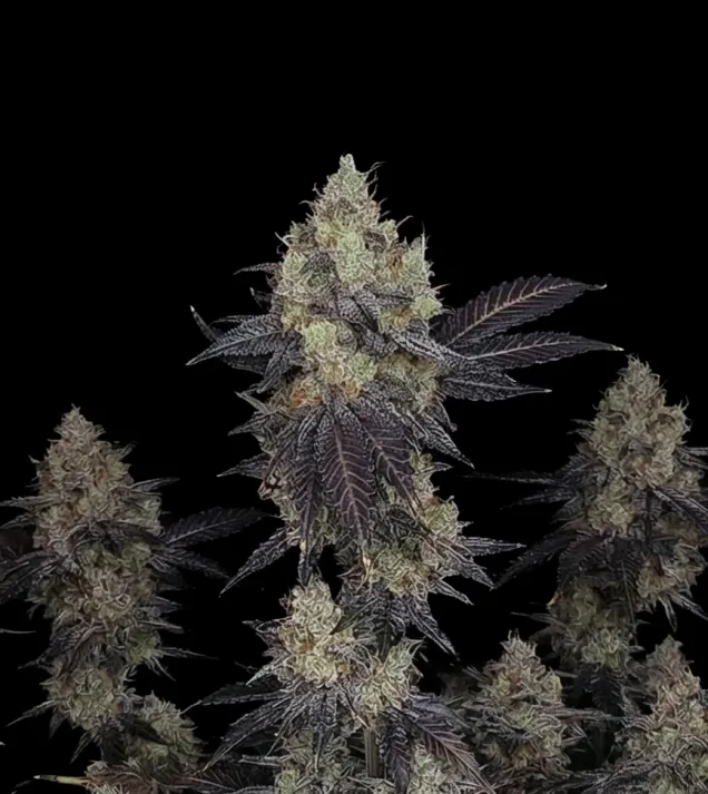Chocolope Auto