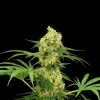 Chocolope