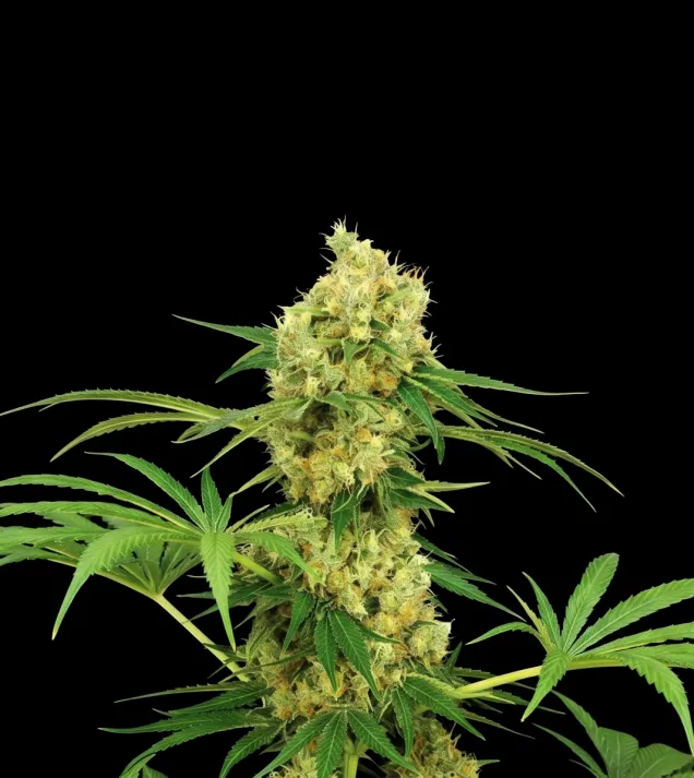 Chocolope