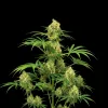 Chocolope