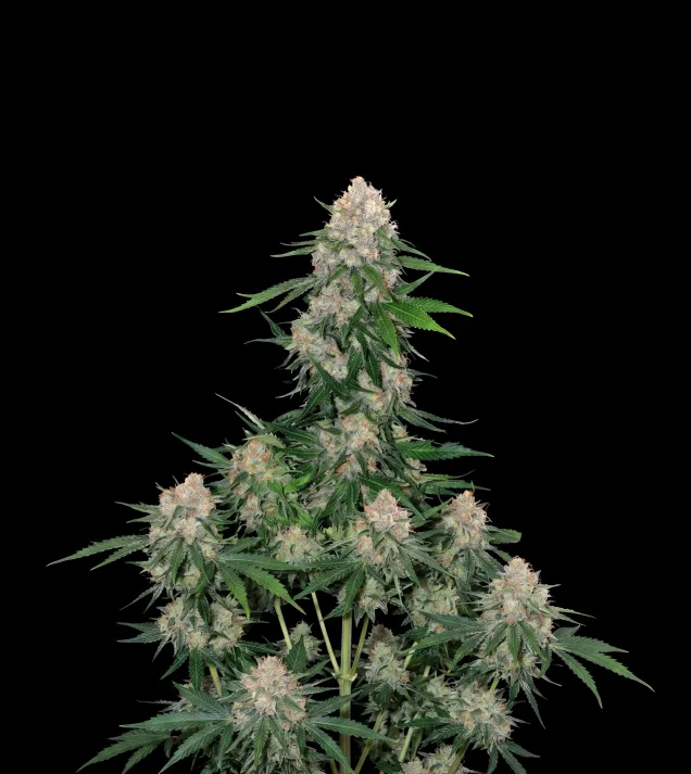 Critical Regular