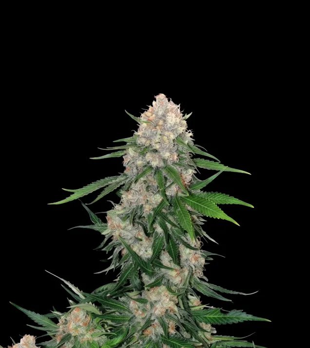 Critical Regular
