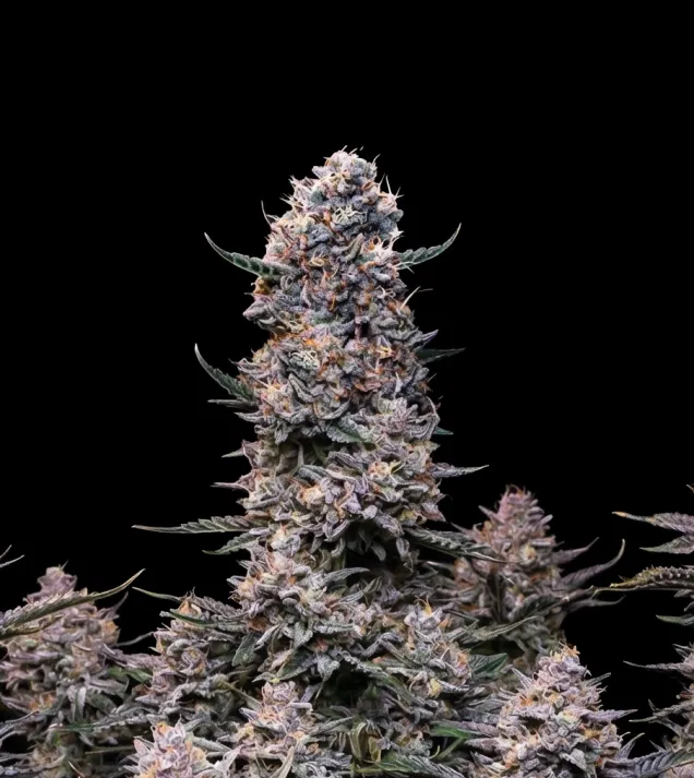 Do-Si-Dos Auto