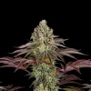 Gelato