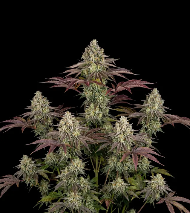 Gelato