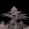 Gelato Regular