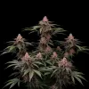 Girl Scout Cookies Regular
