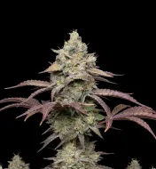 Grandaddy Purple Regular