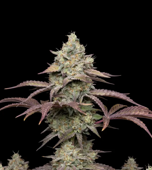 Grandaddy Purple Regular
