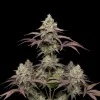 Grandaddy Purple Regular
