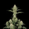 Green Crack