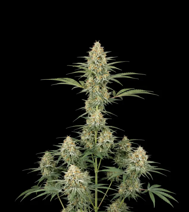Green Crack